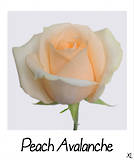 Peach Avalanche+